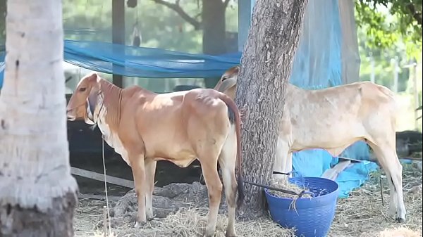 Gthai Movie 15 – Jurassic Porn-Part1, mature gay Asian