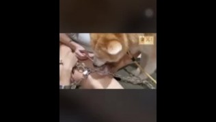 Bondage slave doggy, Asian gay movies